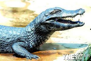 明星鳄鱼,水中王者，生态传奇